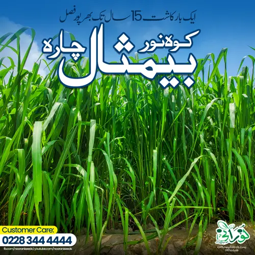Kohenoor Baymisaal Grass 1 Acer Seed Bag - کوہ نور بیمثال چارہ ایک ایکڑکیلئے