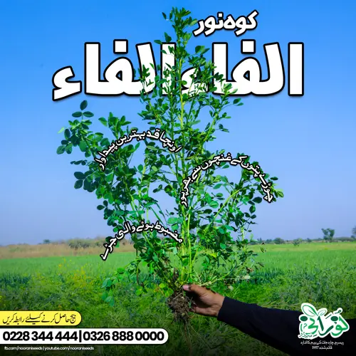 Kohenoor Alfalfa Seeds 10 KG Bag