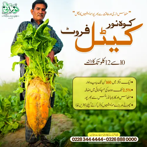 Kohenoor Cattle Fruit 3000 Seed Bucket - کوہ نور کیٹل فروٹ 3ہزار بیج کا پیک