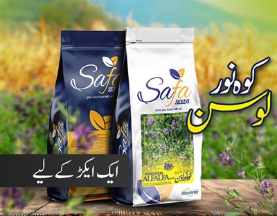 Kohenoor Alfalfa Seeds 10 KG Bag