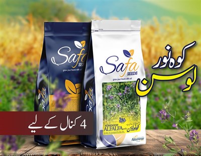 Kohenoor Alfalfa Seeds 05 KG Bag