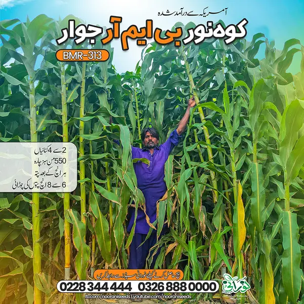 Kohenoor Hybrid BMR-313 Sorghum Grass | 70000 Seeds Pack - For One Acer