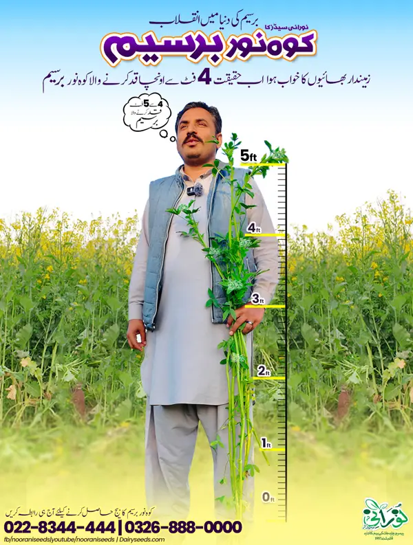Kohenoor Berseem (Rhizobium Bacteria Coated Seeds) 10KG   کوہ نور بسیم  ایکڑ کیلئے
