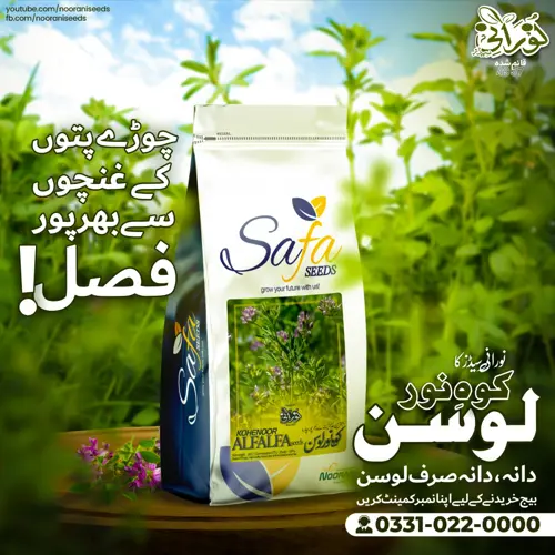 Kohenoor Alfalfa Seeds 05 KG Bag