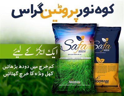 Kohenoor Protein Grass Seeds 10KG Bag