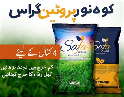 Kohenoor Protein Grass Seeds 05 KG Bag
