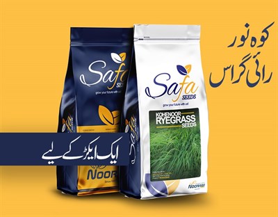 Kohenoor Ryegrass Seeds 08 KG BAG
