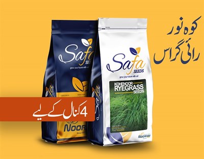 Kohenoor Ryegrass Seeds 04 Kg Bag