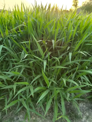 Kohenoor F1 Hybrid Velvet Grass 10,000 Seed Bag - کوہ نور ہائبرڈ ویلویٹ چارہ دس ہزار بیج کا پیکٹ