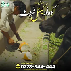Kohenoor Cattle Fruit 3000 Seed Bucket - کوہ نور کیٹل فروٹ 3ہزار بیج کا پیک