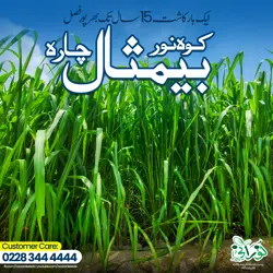 Kohenoor Baymisaal Grass Half Acer Seed Bag - کوہ نور بیمثال چارہ آدھا ایکڑکیلئے