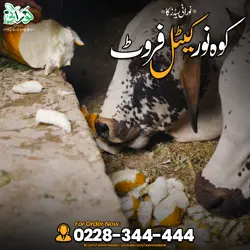 Kohenoor Cattle Fruit 3000 Seed Bucket - کوہ نور کیٹل فروٹ 3ہزار بیج کا پیک