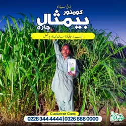 Kohenoor Baymisaal Grass 1 Kanal Seed Bag - کوہ نور بیمثال چارہایک کنال کیلئے
