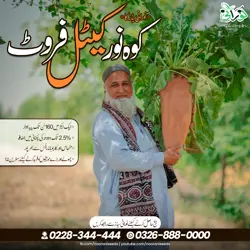 Kohenoor Cattle Fruit 3000 Seed Bucket - کوہ نور کیٹل فروٹ 3ہزار بیج کا پیک