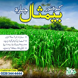 Kohenoor Baymisaal Grass Half Acer Seed Bag - کوہ نور بیمثال چارہ آدھا ایکڑکیلئے