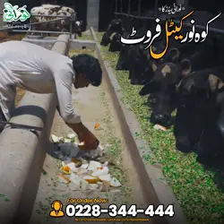 Kohenoor Cattle Fruit 3000 Seed Bucket - کوہ نور کیٹل فروٹ 3ہزار بیج کا پیک