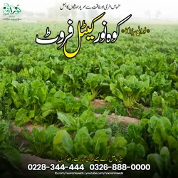 Kohenoor Cattle Fruit 3000 Seed Bucket - کوہ نور کیٹل فروٹ 3ہزار بیج کا پیک