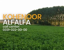 Kohenoor Alfalfa Seeds 05 KG Bag