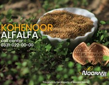 Kohenoor Alfalfa Seeds 05 KG Bag