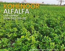 Kohenoor Alfalfa Seeds 05 KG Bag