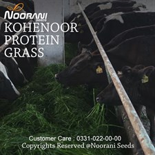 Kohenoor Protein Grass Seeds 05 KG Bag