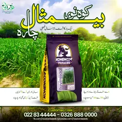 Kohenoor Baymisaal Grass Half Acer Seed Bag - کوہ نور بیمثال چارہ آدھا ایکڑکیلئے