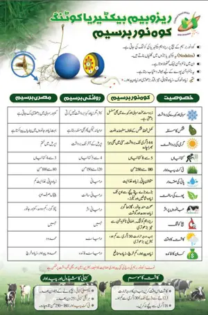 Kohenoor Berseem (Rhizobium Bacteria Coated Seeds) 1KG   کوہ نور بسیم ایک ایکڑ کیلئے