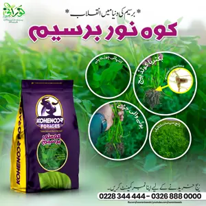 Kohenoor Berseem (Rhizobium Bacteria Coated Seeds) 10KG   کوہ نور بسیم  ایکڑ کیلئے