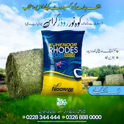 Kohenoor Rhodes Grass Fine Cut 8Kg Bag - کوہ نور روڈز گراس فائن کٹ ایک ایکڑ کیلئے