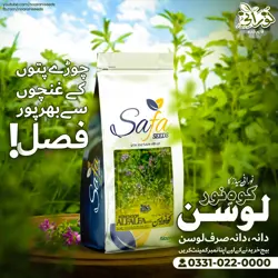 Kohenoor Alfalfa Seeds 05 KG Bag