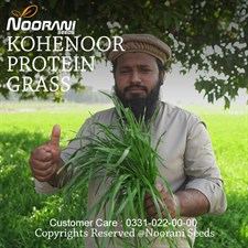 Kohenoor Protein Grass Seeds 10KG Bag