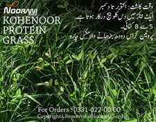 Kohenoor Protein Grass Seeds 10KG Bag