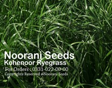 Kohenoor Ryegrass Seeds 08Kg Bag