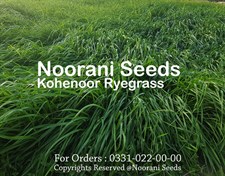 Kohenoor Ryegrass Seeds 08Kg Bag