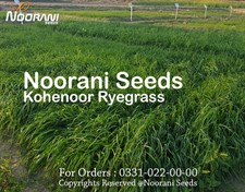 Kohenoor Ryegrass Seeds 08Kg Bag