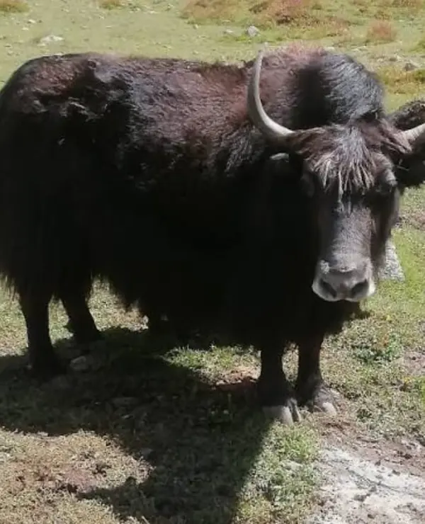 Himalaya Yak – Premium 100% Pure Natural Yak Ghee | Healthy, Rich & Mountain-Sourced | Buy yak ghee Online at Best Price in Pakistan