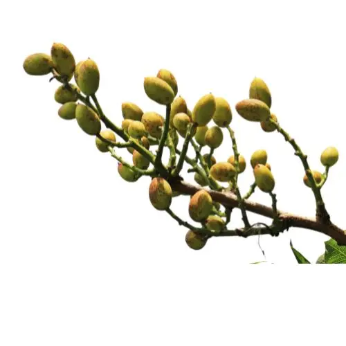 Premium Fresh Raw Pistachio (Kacha Pista) | Seasonal Green Pistachios in Pakistan | Quetta Dry Fruits & Nuts