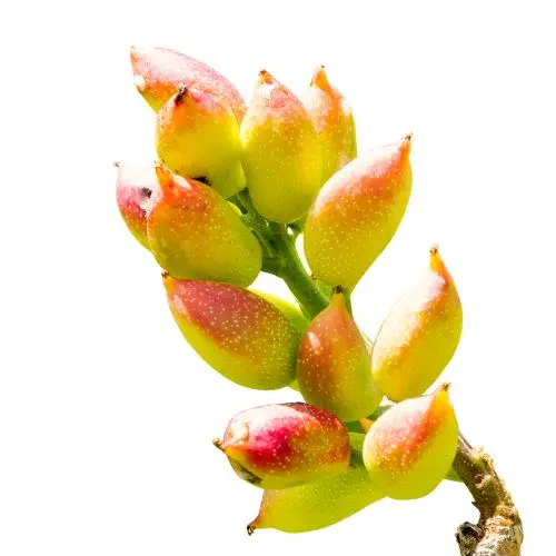 Premium Fresh Raw Pistachio (Kacha Pista) | Seasonal Green Pistachios in Pakistan | Quetta Dry Fruits & Nuts