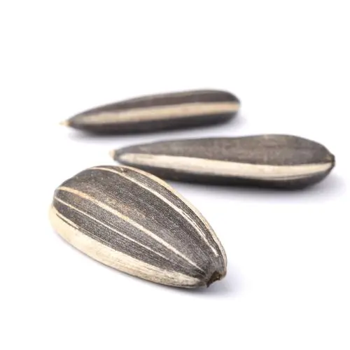 Premium Sunflower Seeds (Suraj Mukhi Beej) – Fresh & Healthy Snack