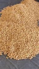 Buy Premium Sun-Dried Afghani Apricots (Khubani) Online in Pakistan | Quetta Dry Fruits & Nuts