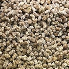 Buy Premium Dried Mulberry (Shahtoot) Online in Pakistan | Organic Kabuli Shahtoot