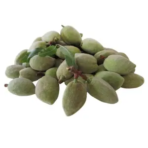 Buy Fresh Kacha Badam (Green Almond) Online in Pakistan | Premium Seasonal Green Almonds