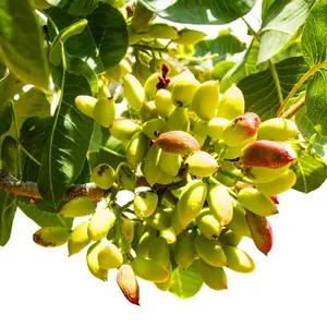Fresh Kacha Pista (Raw Pistachio) in Pakistan | Premium Seasonal Green Pistachios