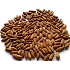 Premium Black Chilgoza (Pine Nuts) – Fresh Roasted & Hygienically Packed