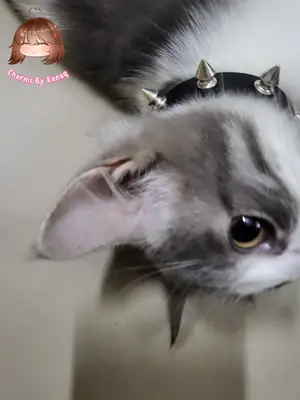 Emo Spiky Rad Black Bracelet Cat Necklace
