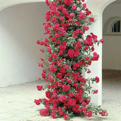Danse De Feu Climbing Rose Seeds