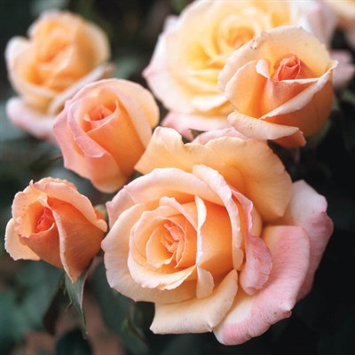 Rose Tahitian Sunset Seeds