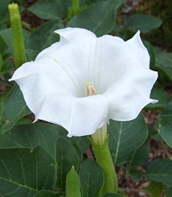 Belle Blanche Datura Seeds