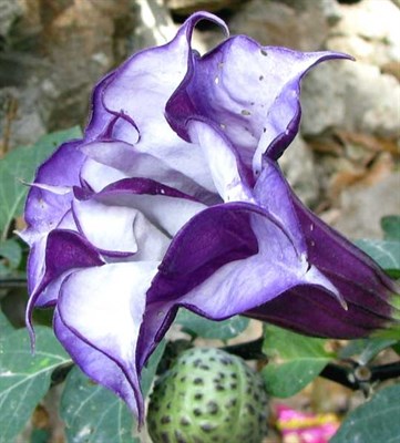 Double Purple Datura