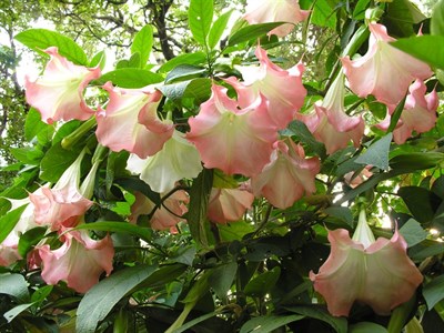 Equadore Pink Datura